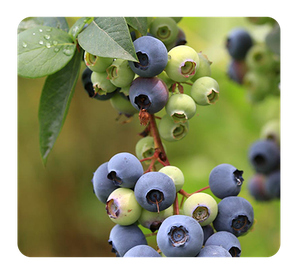 Le Rucher de La Vôge