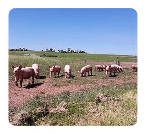 La Ferme de Braquemont