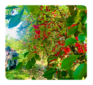 Les Vergers des Rouges Terres