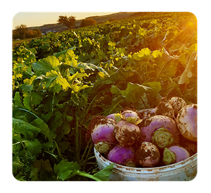 Les Jardins de Louis