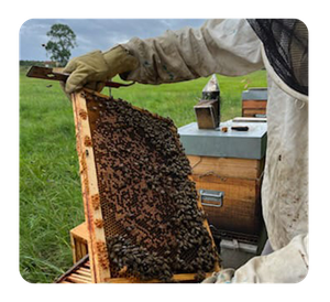 Laurent Boyer - Apiculteur