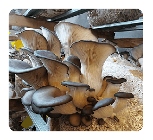 Aux Pleurotes Des Trémeurs