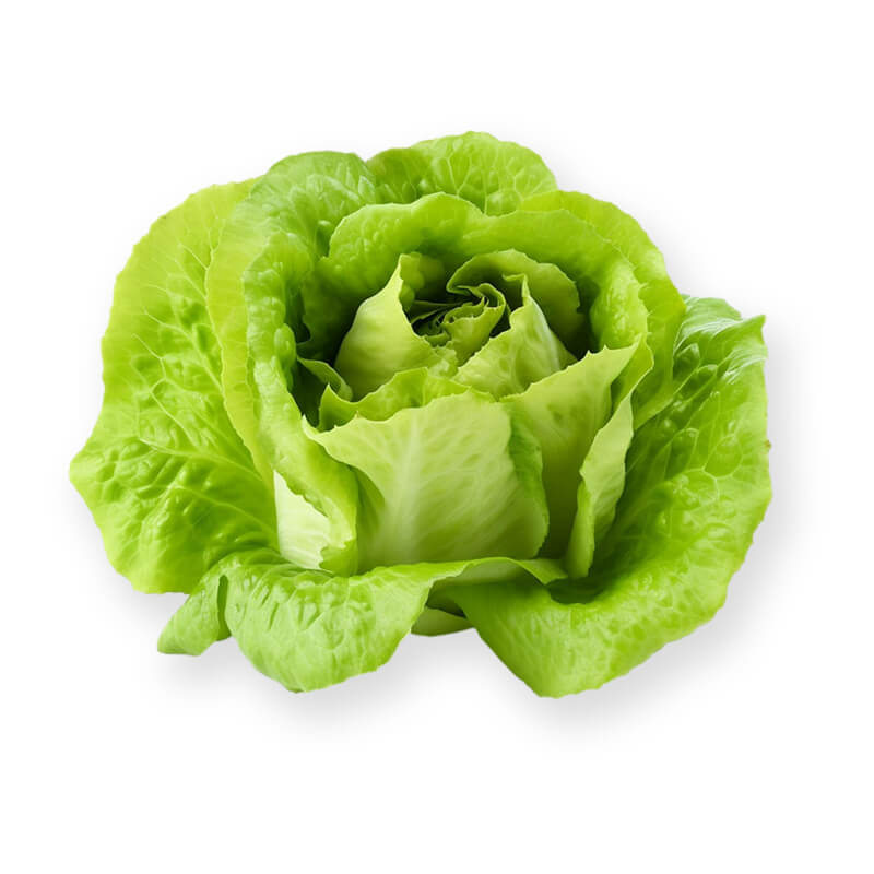 Salade Laitue