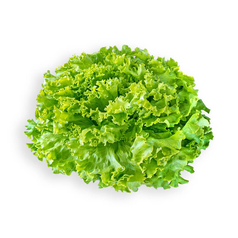 Salade Batavia verte