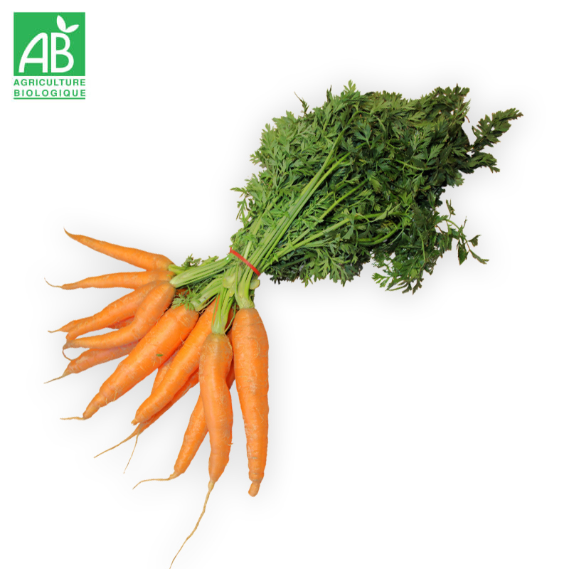 Carottes Bio en botte