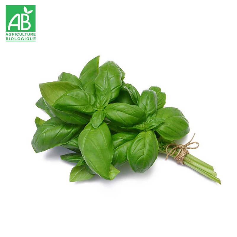Basilic Bio en botte