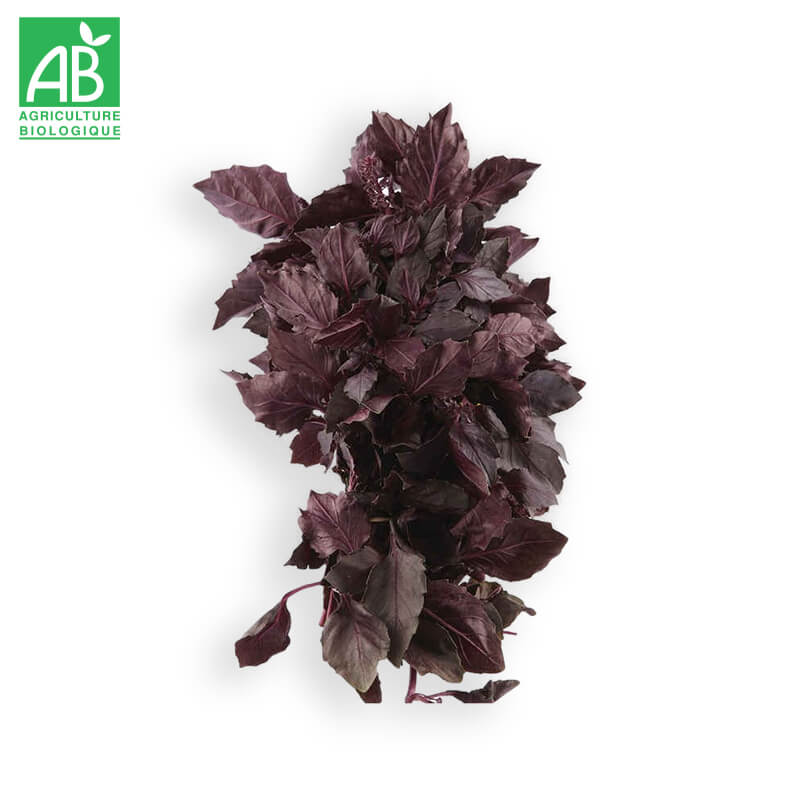 Basilic Pourpre Bio en botte