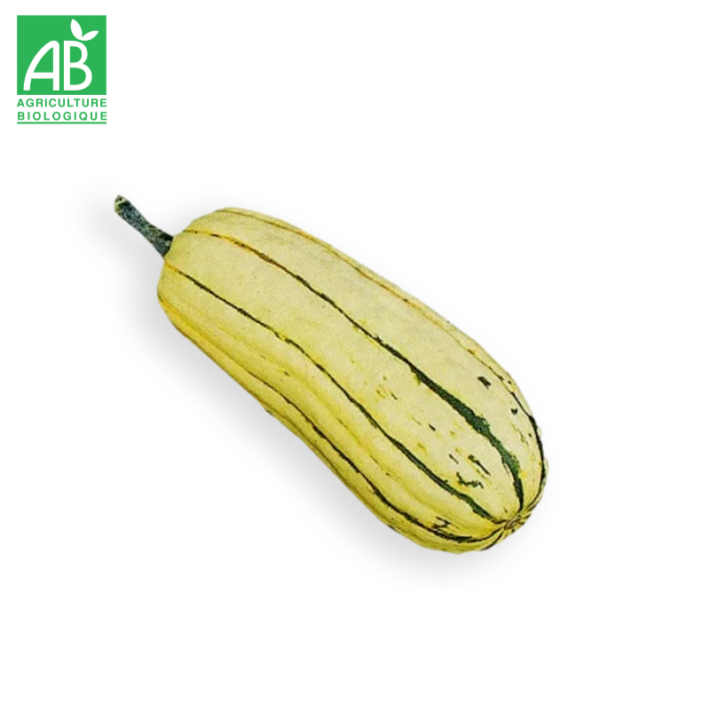 Courge Bush Delicata Bio à la pièce
