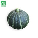 Courge Potimarron Green Hokkaido Bio