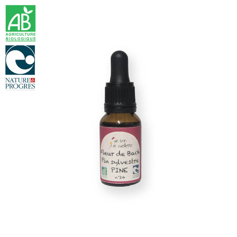 Fleur de bach : Pin sylvestre