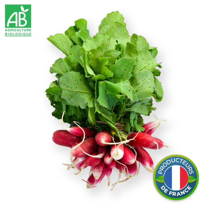 Radis botte Bio