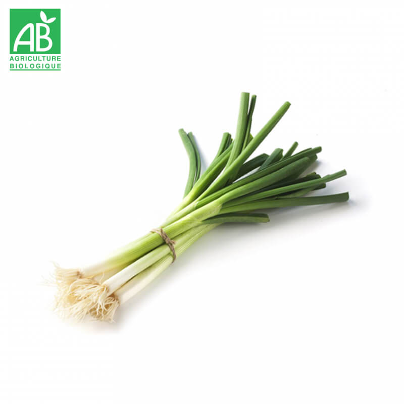 Oignons Cébette Bio en botte
