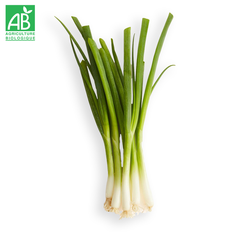 Oignons asiatiques Bio en botte
