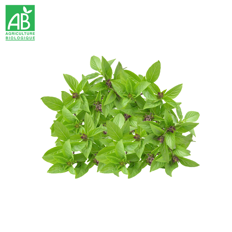 Basilic Thaï Bio en botte