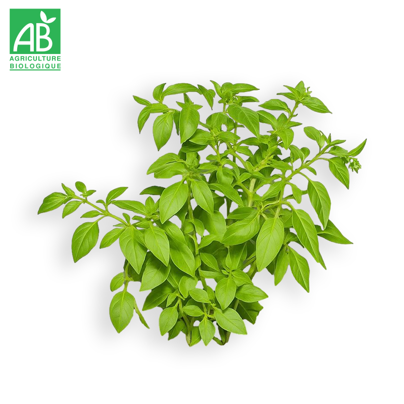 Basilic Citronné Bio en botte