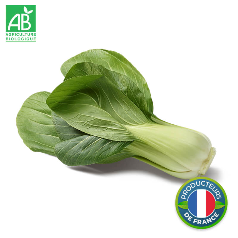 Chou Chinois Pakchoï Bio