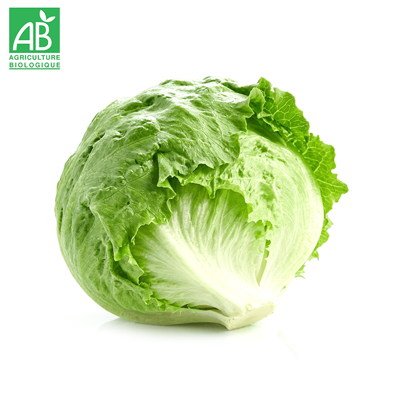 Laitue Iceberg Bio
