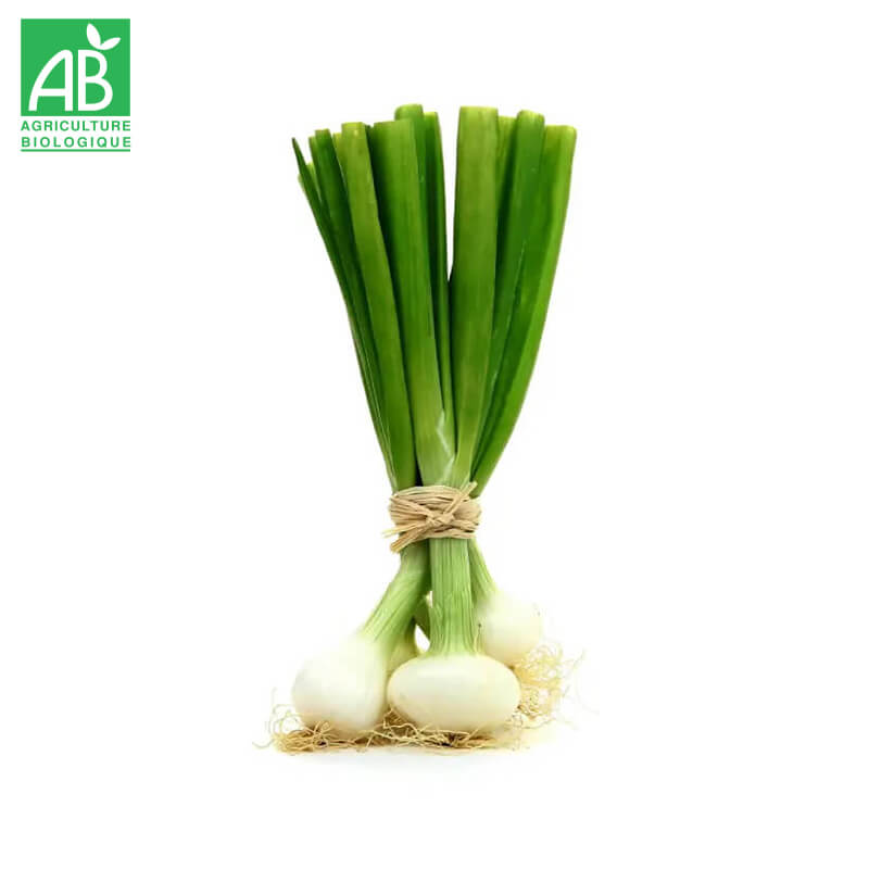 Oignons nouveaux Bio en botte