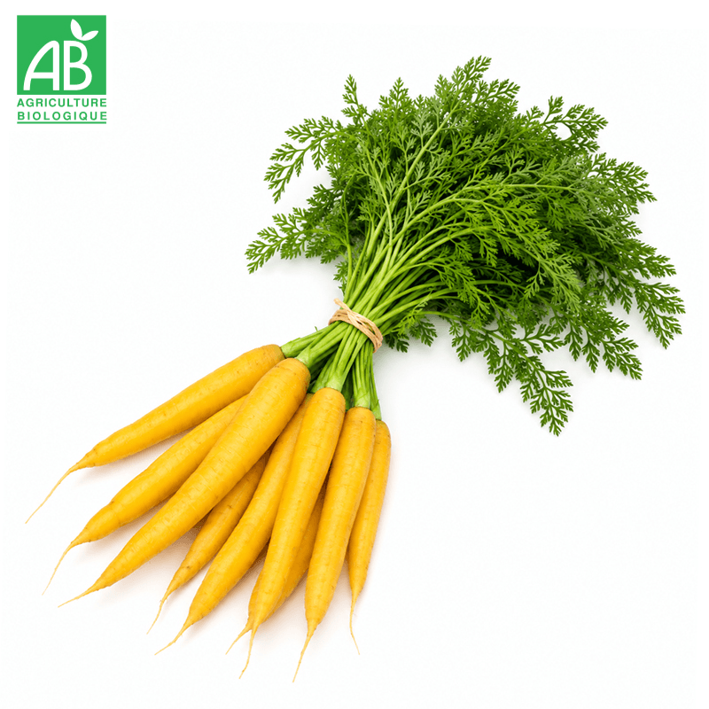 Carottes jaunes en botte Bio