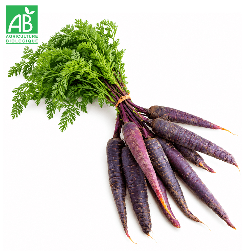 Carottes violettes en botte Bio