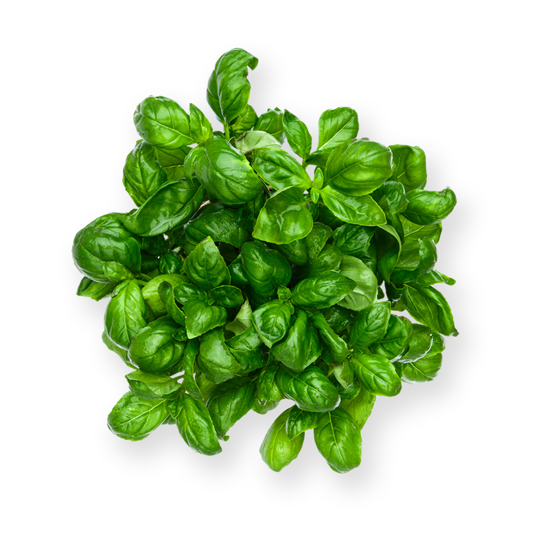 Bouquet Basilic Frais