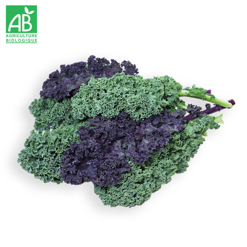 Chou Kale en botte Bio