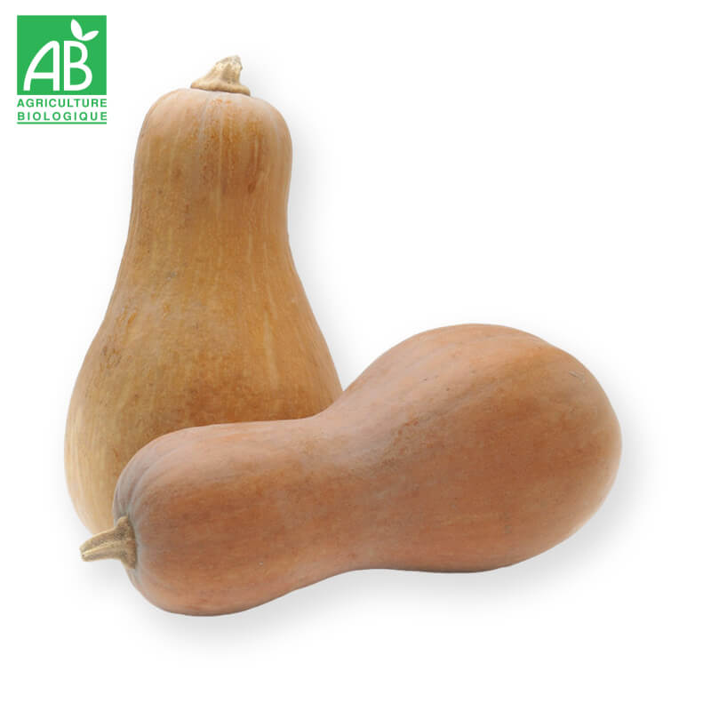 Courge Butternut bio