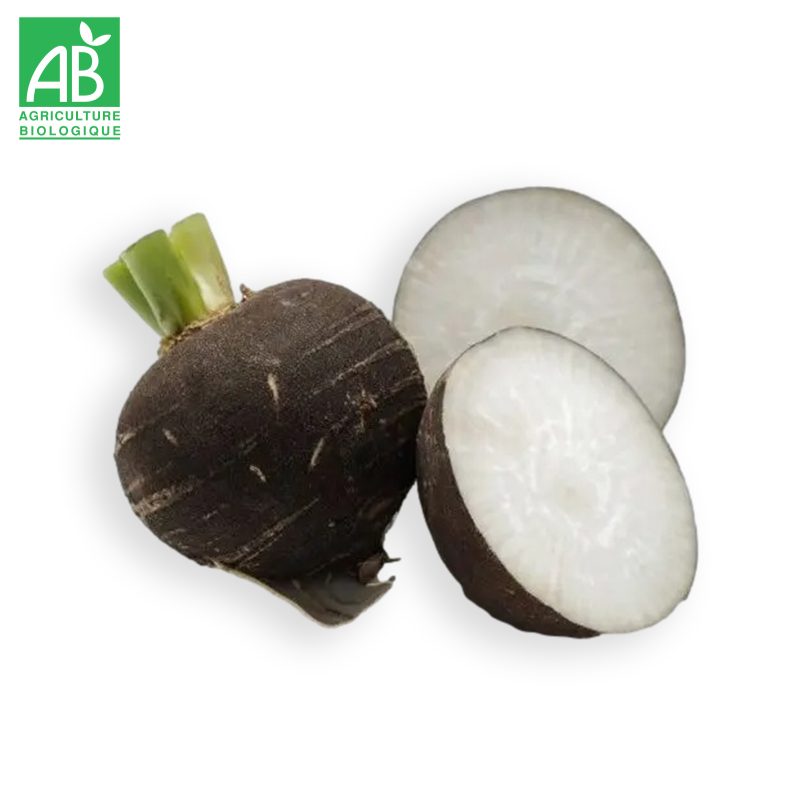 Radis noir rond bio
