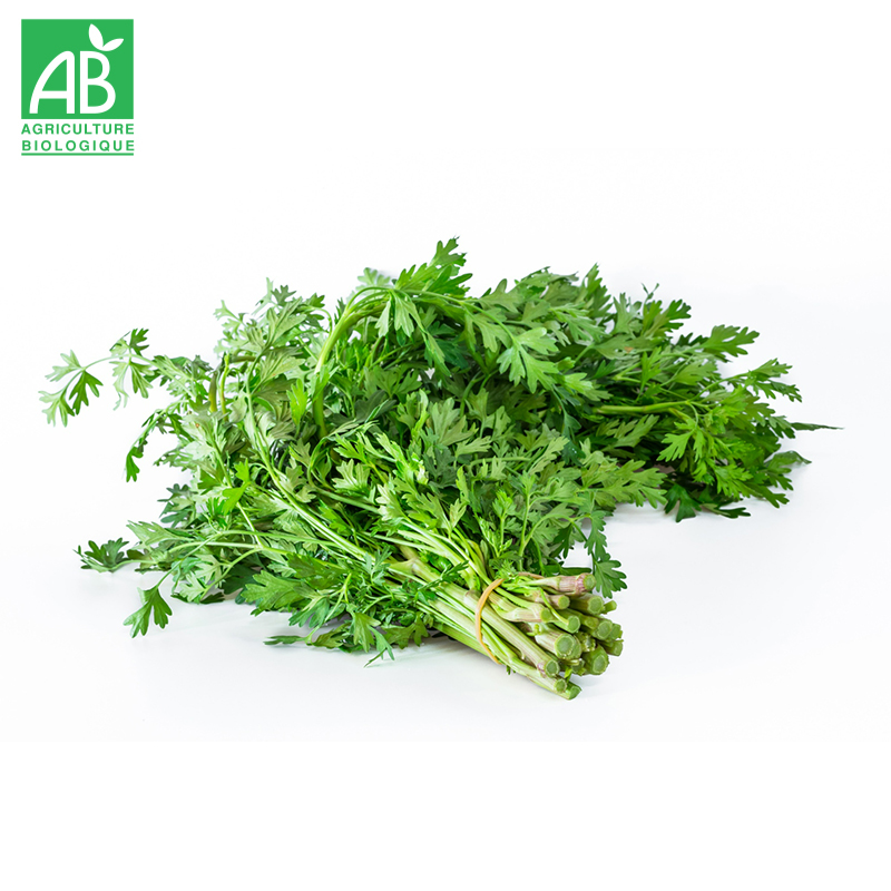 Coriandre Bio en botte