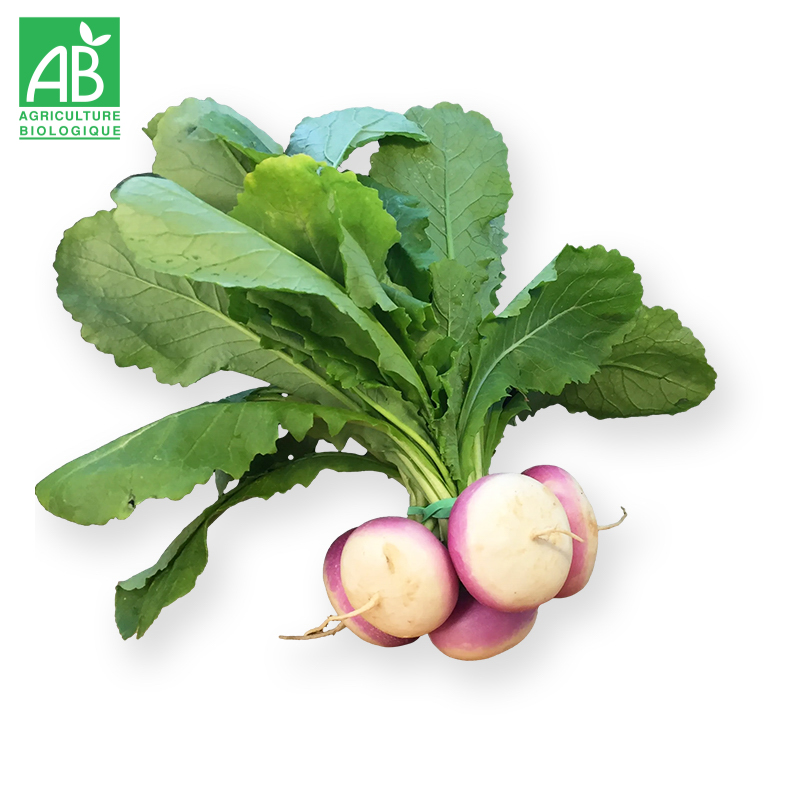 Navets nouveaux Bio en botte