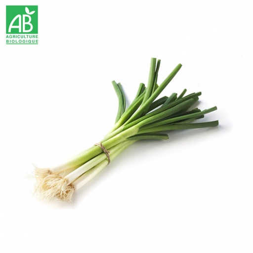 Oignons Cébette Bio en botte