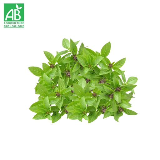 Basilic Thaï Bio en botte