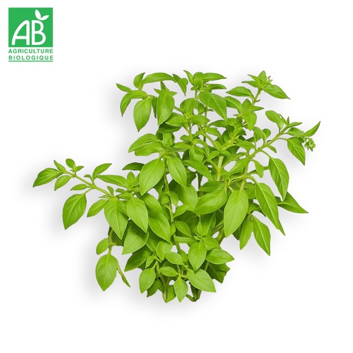 Basilic Citronné Bio en botte