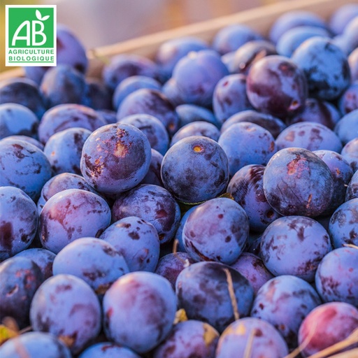 Grosses prunes rondes Bio