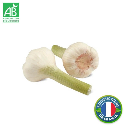 Ail blanc/violet Bio