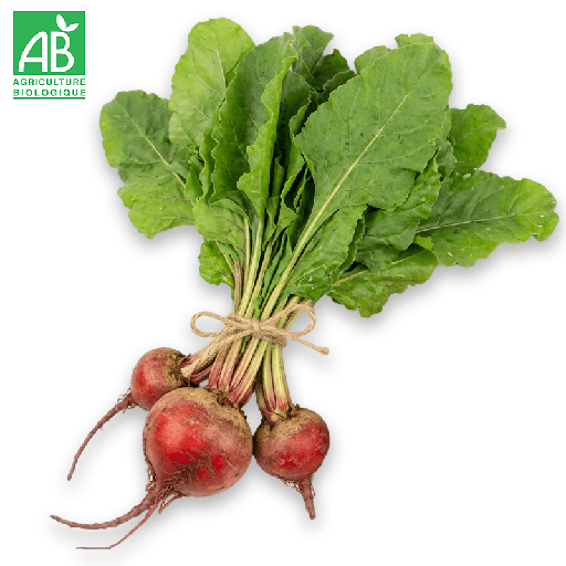 Betterave Chioggia Bio en botte