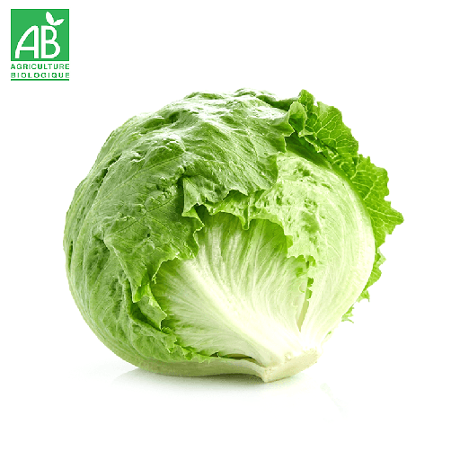 Laitue Iceberg Bio