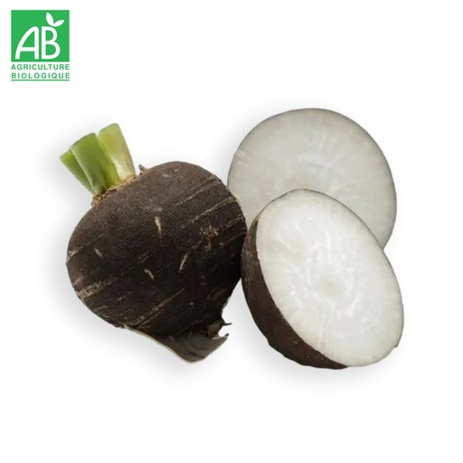 Radis noir rond bio