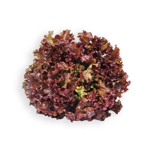 Salade Batavia Rouge