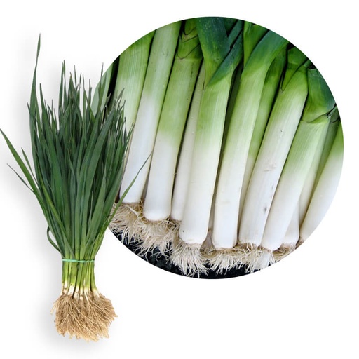 Plants de Poireaux